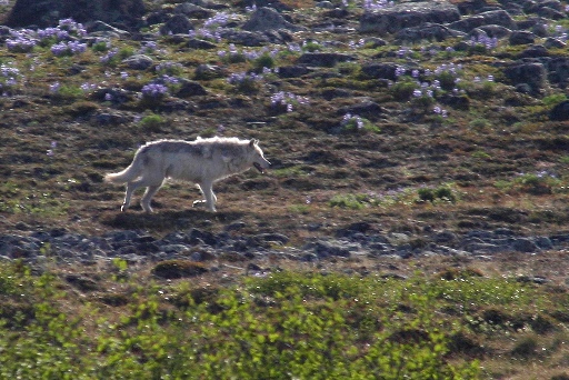  tájkép, Nunavut, Kanada